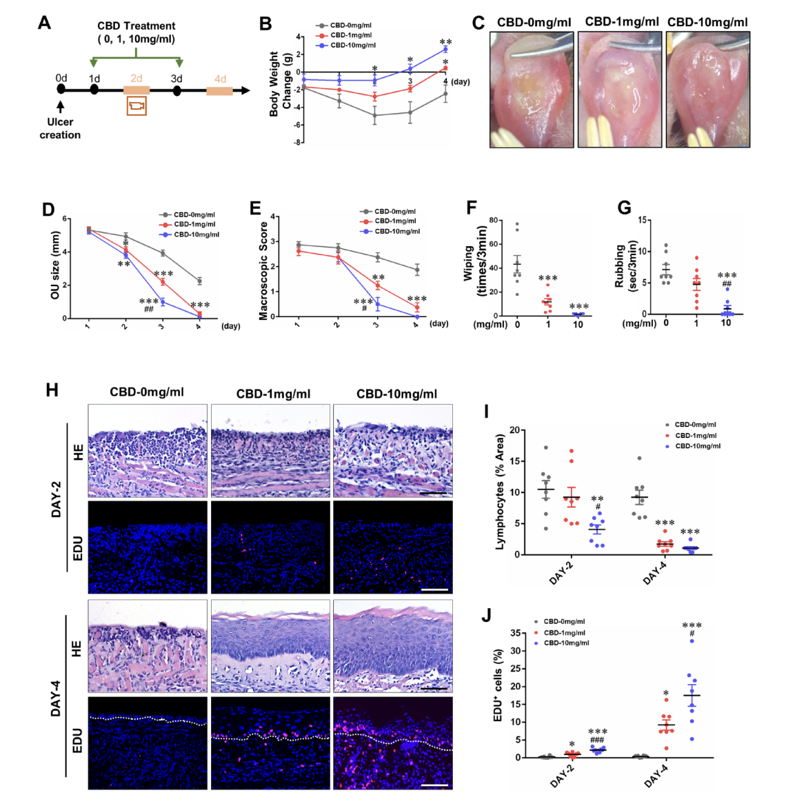 Demonstração de melhora da cicatrização de úlceras orais induzidas por ácido com o uso de CBD. Fonte:Qi X, Lin W, Wu Y, et al. CBD promotes oral ulcer healing via inhibiting CMPK2-mediated inflammasome. J Dent Res. 2022;101(2):206–215. doi:10.1177/00220345211024528