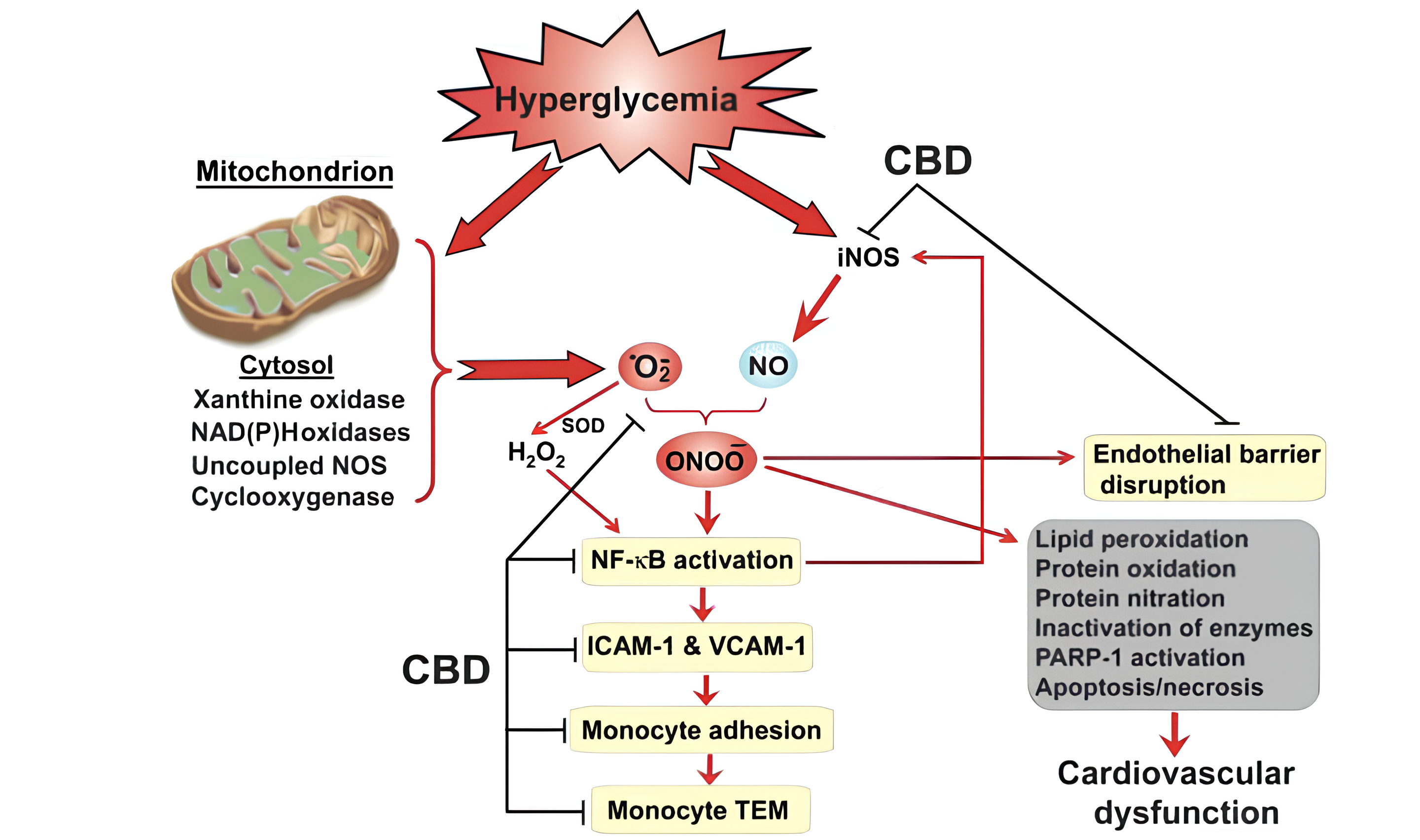 Mecanismos de proteção propostos do CBD contra a resposta inflamatória das células endoteliais induzida por hiperglicemia e a ruptura da barreira. Fonte: Rajesh M, Mukhopadhyay P, Bátkai S, Patel V, Saito K, Matsumoto S, Kashiwaya Y, Horváth B, Mukhopadhyay B, Becker L, Haskó G, Liaudet L, Wink DA, Veves A, Mechoulam R, Pacher P. Cannabidiol attenuates cardiac dysfunction, oxidative stress, fibrosis, and inflammatory and cell death signaling pathways in diabetic cardiomyopathy. J Am Coll Cardiol. 2010 Dec 14;56(25):2115-25. doi: 10.1016/j.jacc.2010.07.033. PMID: 21144973; PMCID: PMC3026637.
