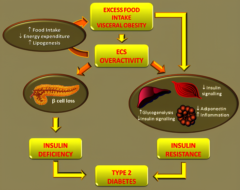 Papel do SEC no desenvolvimento do DM2. O excesso de ingestão de alimentos e a obesidade aumentam o tônus do SEC. Um SEC hiperativo contribui ainda mais para o acúmulo de gordura visceral e obesidade, reduzindo o gasto de energia e aumentando a ingestão de alimentos e a lipogênese. Portanto, o SEC está envolvido no desenvolvimento da resistência à insulina dependente da obesidade. Além disso, um SEC hiperativo tem efeitos deletérios diretos sobre a sensibilidade à insulina, independentemente do ganho de peso no órgão periférico do metabolismo (fígado, tecido adiposo, músculo esquelético). Finalmente, o SEC contribui indiretamente para a falha das células beta por meio da ativação do inflamassoma Nlrp3-ASC em macrófagos infiltrantes, resultando em apoptose de células beta. Tanto a resistência à insulina quanto a deficiência relativa de insulina levam ao desenvolvimento do DM2. Fonte: Gruden, G et al. “Role of the endocannabinoid system in diabetes and diabetic complications.” British journal of pharmacology vol. 173,7 (2016): 1116-27. 