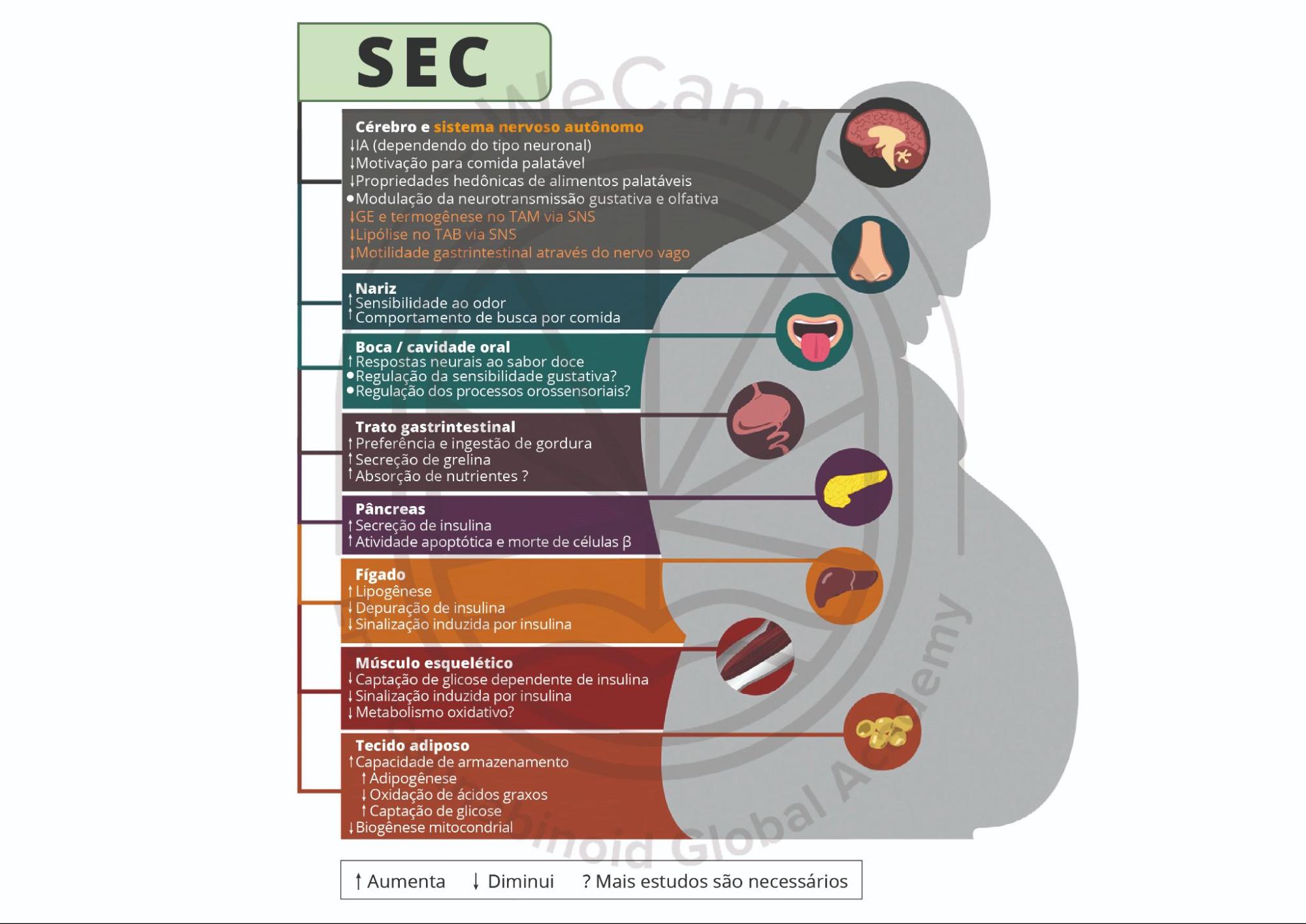 A imagem representa os principais órgãos envolvidos na regulação do metabolismo energético e nos efeitos funcionais da ativação do SEC. Observe que, em cada órgão, a ativação do SEC permite acumular reserva energética. As setas indicam aumento ou diminuição, enquanto os pontos de interrogação indicam que são necessárias mais pesquisas. Abreviações: TAM, tecido adiposo marrom; GE, gasto energético; IA, ingestão alimentar; SNS, sistema nervoso simpático; TAB, tecido adiposo branco. Fonte: MONTAGNER, Patrícia; DE SALAS-QUIROGA, Adán. Tratado de Medicina Endocanabinoide.1. ed. WeCann Endocannabinoid Global Academy, 2023.
