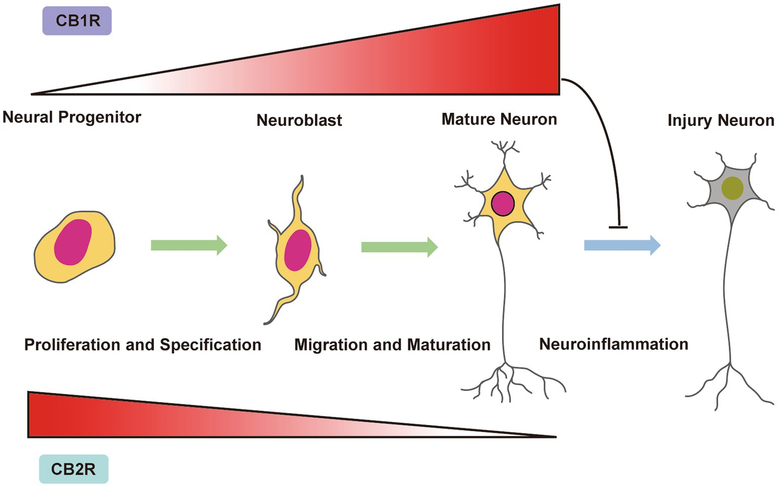 Controle do sistema endocanabinoide da neurogênese e do destino das células neurais no cérebro imaturo. A expressão do receptor CB1 está presente em progenitores neurais (NPs) e aumenta durante a proliferação, diferenciação e maturação neuronal. Em contraste, o receptor CB2 está presente em NPs e é regulado negativamente após a proliferação, diferenciação e maturação neuronal. Durante o desenvolvimento neuronal, os receptores CB1 e CB2 controlam a proliferação de NP, a migração de neuroblastos e a maturação dos neurônios. Em condições neuroinflamatórias, a ativação dos receptores CB1 demonstrou restaurar a neurogênese adulta e diminuir o número de neurônios lesionados. Fonte: JIE, Xiao; YUE, Zhou; LUQIANG, Sun; HAICHAUN, Wang. Role of integrating cannabinoids and the endocannabinoid system in neonatal hypoxic-ischaemic encephalopathy. Frontiers in Molecular Neuroscience, v. 16, 2023. Disponível em: https://www.frontiersin.org/journals/molecular-neuroscience/articles/10.3389/fnmol.2023.1152167.