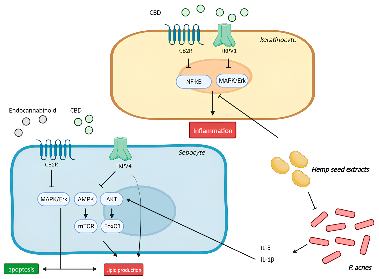 Mecanismo de ação dos canabinoides na acne e seborreia Os endocanabinoides aumentam a síntese lipídica e a apoptose dos sebócitos por meio da CB2R A ação lipostática do CBD é mediada pelo canal iônico TRPV4 através da inibição da via MAPK/Erk. Um extrato hexânico de semente de cânhamo inibiu a via NF-κB e MAPK em queratinócitos e regulou a produção de lipídios via sinalização AMPK e AKT/FoxO1 em sebócitos. CBD: canabidiol; TRPV: vanilóide potencial receptor transitório; MAPK/Erk: proteína quinase ativada por mitógeno/quinase regulada por sinal extracelular 1/2; AMPK: proteína quinase ativada por AMP; mTOR: mamífero alvo da rapamicina; FoxO1: Proteína O1 da caixa Forkhead. Fonte: Biorender at www.biorender.com 