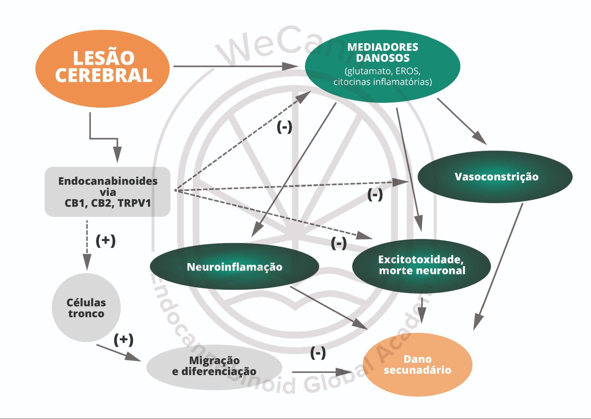 Representação esquemática do papel protetor desempenhado pelo SEC após lesão cerebral. Vários insultos cerebrais, como traumatismos, AVC, hipóxia-isquemia, excitotoxicidade, etc., têm diferentes efetores moleculares que levam a danos cerebrais, como liberação descontrolada de glutamato, produção de EROs liberação de citocinas pró-inflamatórias, etc. A lesão cerebral, por usa vez, desencadeia a produção de endocanabinoides, que aumentam a atividade do SEC, atenuando a neuroinflamação, a excitotoxicidade e a morte das células neurais, ao mesmo tempo em que favorece o relaxamento vascular, promove a proliferação de células-tronco neurais - que dão origem a novos neurònios e células gliais - e facilita sua diferenciação e migração. Em suma, a ativação do SEC como um todo após a lesão cerebral neutraliza a maioria dos processos patofisiológicos que ocorrem e minimiza danos secundários. Abreviações: EROs, espécies reativas de oxigênio; CB1, receptor canabinoide 1; CB2, receptor canabinoide 2; TRPV1, potencial receptor transitório vaniloide tipo 1. Fonte: MONTAGNER, Patrícia; DE SALAS-QUIROGA, Adán. Tratado de Medicina Endocanabinoide.1. ed. WeCann Endocannabinoid Global Academy, 2023.