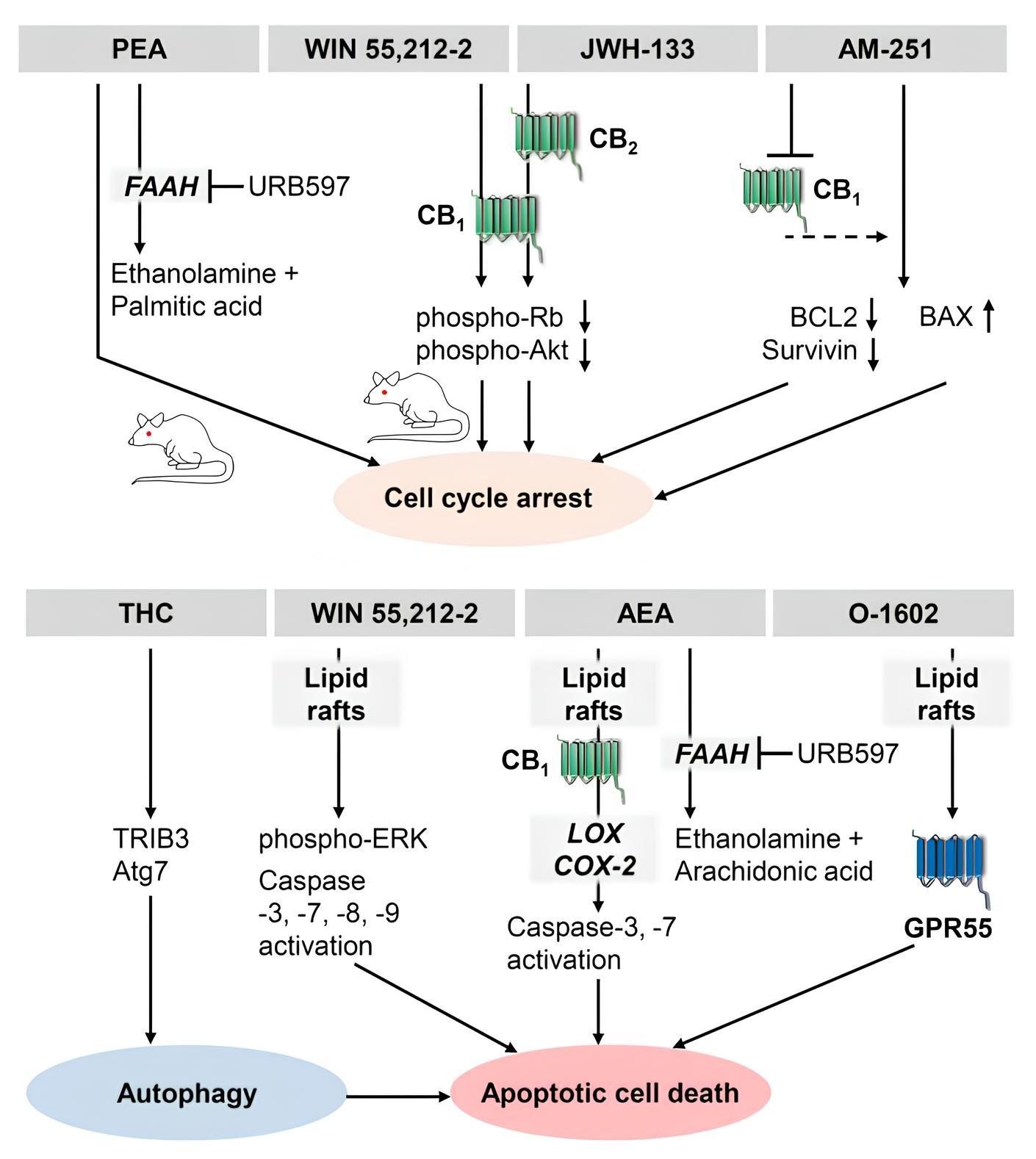 Mecanismos Antitumorais de Canabinoides em Melanoma. Esta figura ilustra os principais mecanismos pelos quais os canabinoides inibem o crescimento (painel superior) e induzem a apoptose (painel inferior) em células de melanoma. Os resultados que foram confirmados em modelos in vivo (com camundongos) são destacados. As setas representam relações causais de ativação, indução, ou inibição entre as substâncias e vias sinalizadas. Note que setas tracejadas indicam relações causais ainda não totalmente estabelecidas para a inativação do receptor CB1. Adaptado de Ramer et al. (Cancers, 2022).