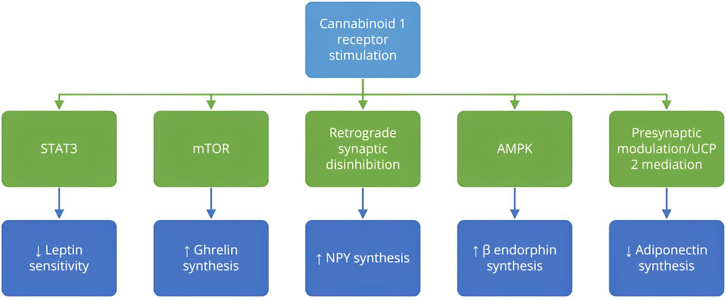 Efeitos da ativação do receptor canabinoide tipo 1 (CB1) na regulação do apetite e no desenvolvimento da obesidade. A estimulação do receptor CB1 ativa vias orexígenas que promovem o aumento da expressão de mediadores como grelina, neuropeptídeo Y (NPY) e β-endorfina, todos associados ao aumento do apetite e ao risco de ganho ponderal. Simultaneamente, a ativação do CB1 suprime sinais anorexígenos ao reduzir a sensibilidade à leptina e inibir a síntese de adiponectina, comprometendo a capacidade do organismo de modular a saciedade e manter o equilíbrio energético. Esses efeitos ocorrem em interação com diversas vias intracelulares, incluindo AMPK, mTOR, STAT3 e UCP2, que participam do controle metabólico e da sinalização celular envolvida na homeostase energética. Fonte: Kurtov M, Rubinić I, Likić R. The endocannabinoid system in appetite regulation and treatment of obesity. Pharmacol Res Perspect. 2024.