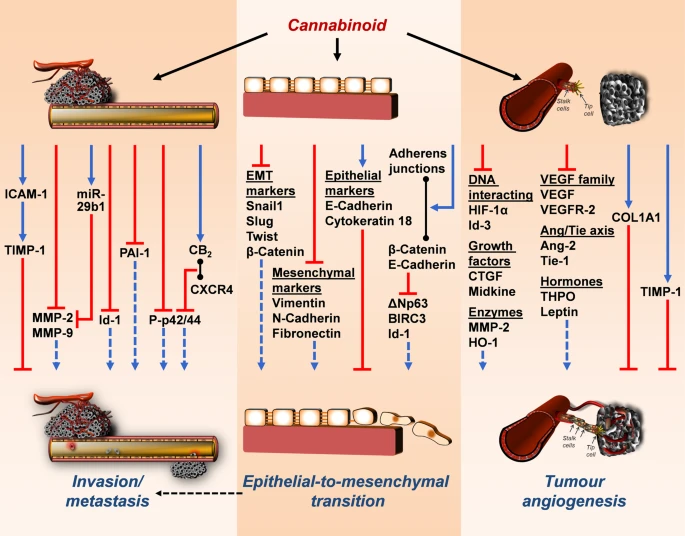 Mecanismos de efeitos anti-invasivos, antimetastáticos, anti-epiteliais para mesenquimais e anti-angiogênicos dos canabinoides nas células cancerígenas. As setas pretas que emanam do canabinoide mostram as respectivas estruturas ou níveis modulados. As setas coloridas indicam os efeitos inibitórios (vermelhos) e estimulatórios (azul) dos canabinoides em alvos envolvidos na invasão/metástase de células cancerígenas, angiogênese e transição epitelial para mesenquimal. Setas tracejadas azuis indicam estimulação reduzida de cada efeito pelo tratamento com canabinoides. Linhas pretas com círculos em ambas as extremidades indicam a formação de ligação e dímero entre os respectivos parâmetros. A seta tracejada preta indica a relação funcional entre a transição epitelial para mesenquimal e a invasão/metástase. Fonte: Hinz, B., Ramer, R. Cannabinoids as anticancer drugs: current status of preclinical research. Br J Cancer 127, 1–13 (2022). https://doi.org/10.1038/s41416-022-01727-4