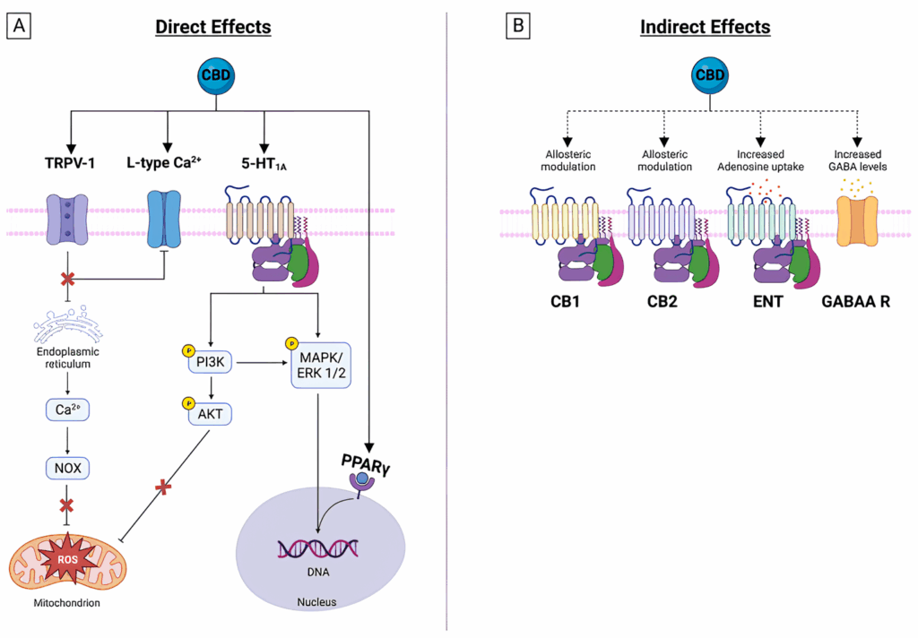 Receptores de CBD e sinalização intracelular.