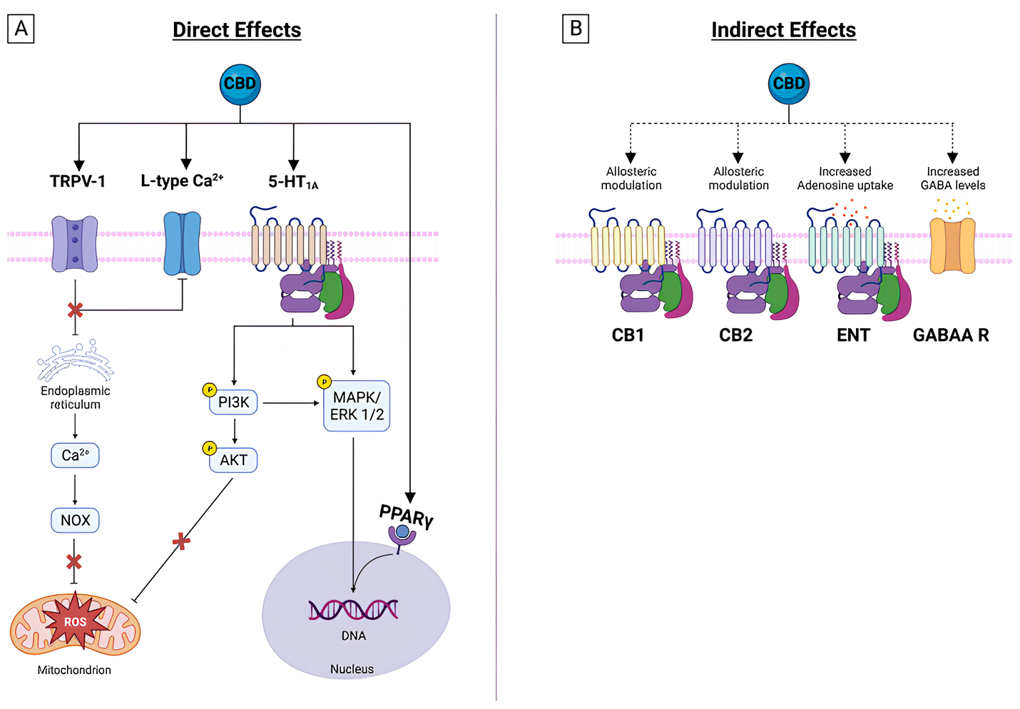 Receptores de CBD e sinalização intracelular. (A) O CBD interage com vários receptores nucleares e de superfície celular, antagonizando as vias PI3K/AKT, MAPK/ERK e JAK/STAT. O CBD inibe através da transcrição do DNA do receptor PPARγ de mediadores pró-inflamatórios. Além disso, o CBD modifica os canais de cálcio da membrana e da organela, alterando a sinalização intracelular. (B) O CBD exerce efeitos indiretos sobre os receptores de canabidiol e afeta a captação de adenosina e GABA, reforçando sua sinalização. Fonte: Martinez Naya, Nadia et al. “Molecular and Cellular Mechanisms of Action of Cannabidiol.” Molecules (Basel, Switzerland) vol. 28,16 5980. 9 Aug. 2023, doi:10.3390/molecules28165980