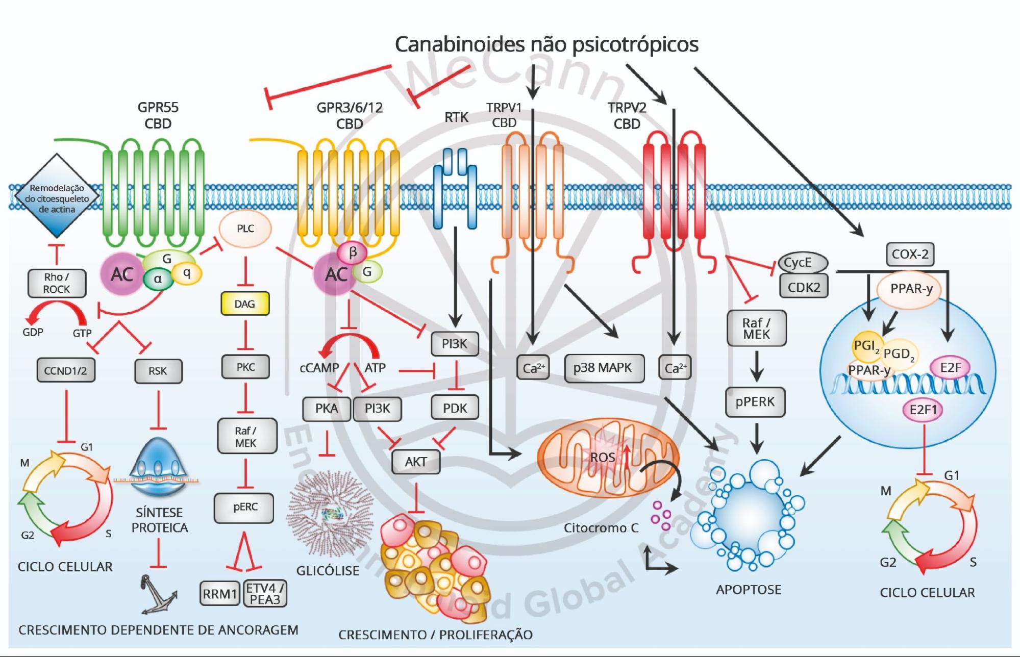 Principais cascatas de sinalização intracelular evocadas por canabinoides não psicotrópicos como CBD. Em vez de ativar os receptores canabinoides clássicos CB1/CB2, o CBD interage com outros receptores, como o GPR55 ou TRPV1, cuja modulação converge para a interrupção do ciclo celular, prejudicando a proliferaçāo de células cancerígenas, ou para a indução de apoptose e, morte de células tumorais, entre outros mecanismos. Fonte: MONTAGNER, Patrícia; DE SALAS-QUIROGA, Adán. Tratado de Medicina Endocanabinoide.1. ed. WeCann Endocannabinoid Global Academy, 2023.