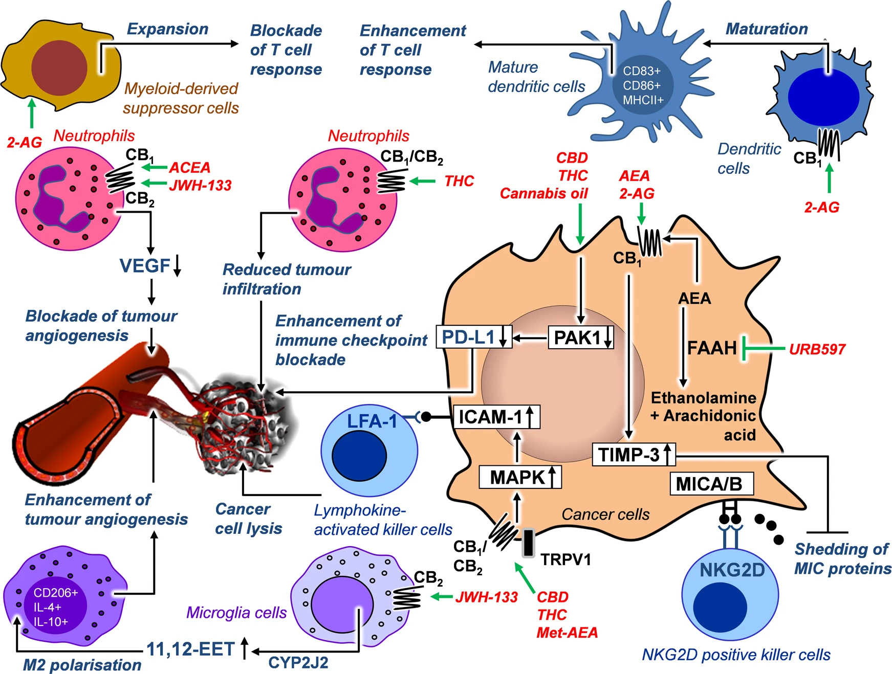 Efeitos dos compostos canabinoides na interação tumor-imune. As setas verdes indicam o local de ação específico dos canabinoides indicados. Linhas pretas com círculos no final indicam interações com o receptor. As setas pretas indicam uma consequência funcional ou regulatória do tratamento com canabinoides. A indicação "CB1/CB2" significa que as substâncias listadas aqui atuam através de ambos os receptores canabinoides. Fonte: Hinz, B., Ramer, R. Cannabinoids as anticancer drugs: current status of preclinical research. Br J Cancer 127, 1–13 (2022). https://doi.org/10.1038/s41416-022-01727-4