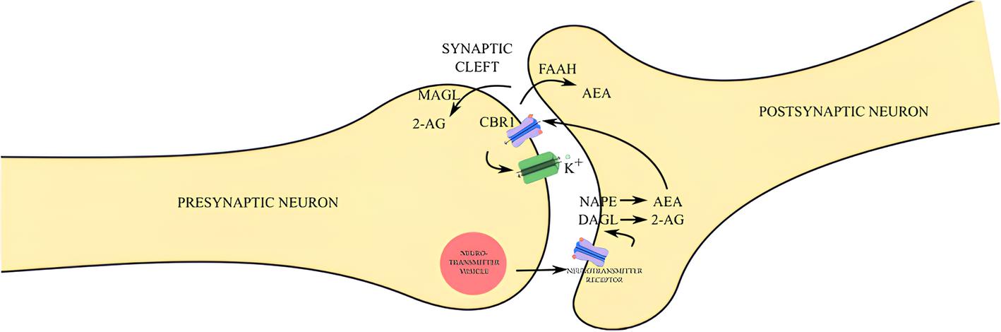 Representação esquemática da sinalização do sistema endocanabinoide (SEC). A liberação de neurotransmissores pelo neurônio pré-sináptico ocorre em resposta ao influxo de Ca²⁺, promovendo sua exocitose para a fenda sináptica e subsequente ligação aos receptores específicos na membrana do neurônio pós-sináptico. Essa ativação estimula as enzimas NAPE-PLD e DAGL, responsáveis pela síntese dos endocanabinoides AEA e 2-AG, respectivamente. Por serem moléculas hidrofóbicas, AEA e 2-AG difundem-se retrogradamente até os receptores canabinoides tipo 1 (CB1R) localizados na membrana pré-sináptica. A ativação do CB1R, acoplado à proteína Gᵢ, inibe os canais de Ca²⁺ voltagem-dependentes, promove a abertura de canais de K⁺ e induz a hiperpolarização da membrana, reduzindo o influxo de Ca²⁺ e, consequentemente, a liberação de neurotransmissores. Após sua ação, o 2-AG é degradado pela monoacilglicerol lipase (MAGL) na terminação pré-sináptica, enquanto a AEA é degradada pela amida hidrolase de ácido graxo (FAAH), predominantemente na membrana pós-sináptica. Fonte: Kurtov M, Rubinić I, Likić R. The endocannabinoid system in appetite regulation and treatment of obesity. Pharmacol Res Perspect. 2024.