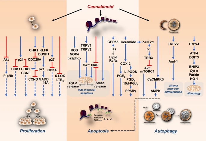 Mecanismos de efeitos antiproliferativos, pró-apoptóticos e pró-autofágicos dos canabinoides nas células cancerígenas. As setas pretas que emanam do canabinoide mostram as respectivas estruturas ou níveis modulados. As setas coloridas indicam efeitos inibitórios (vermelhos) e estimulatórios (azuis) dos canabinoides nos alvos indicados. Setas tracejadas azuis indicam estimulação reduzida do respectivo efeito pelo tratamento com canabinoides. As setas cinzas indicam uma mudança em um parâmetro. A seta tracejada preta indica uma relação funcional entre autofagia e apoptose. Fonte: Hinz, B., Ramer, R. Cannabinoids as anticancer drugs: current status of preclinical research. Br J Cancer 127, 1–13 (2022). https://doi.org/10.1038/s41416-022-01727-4