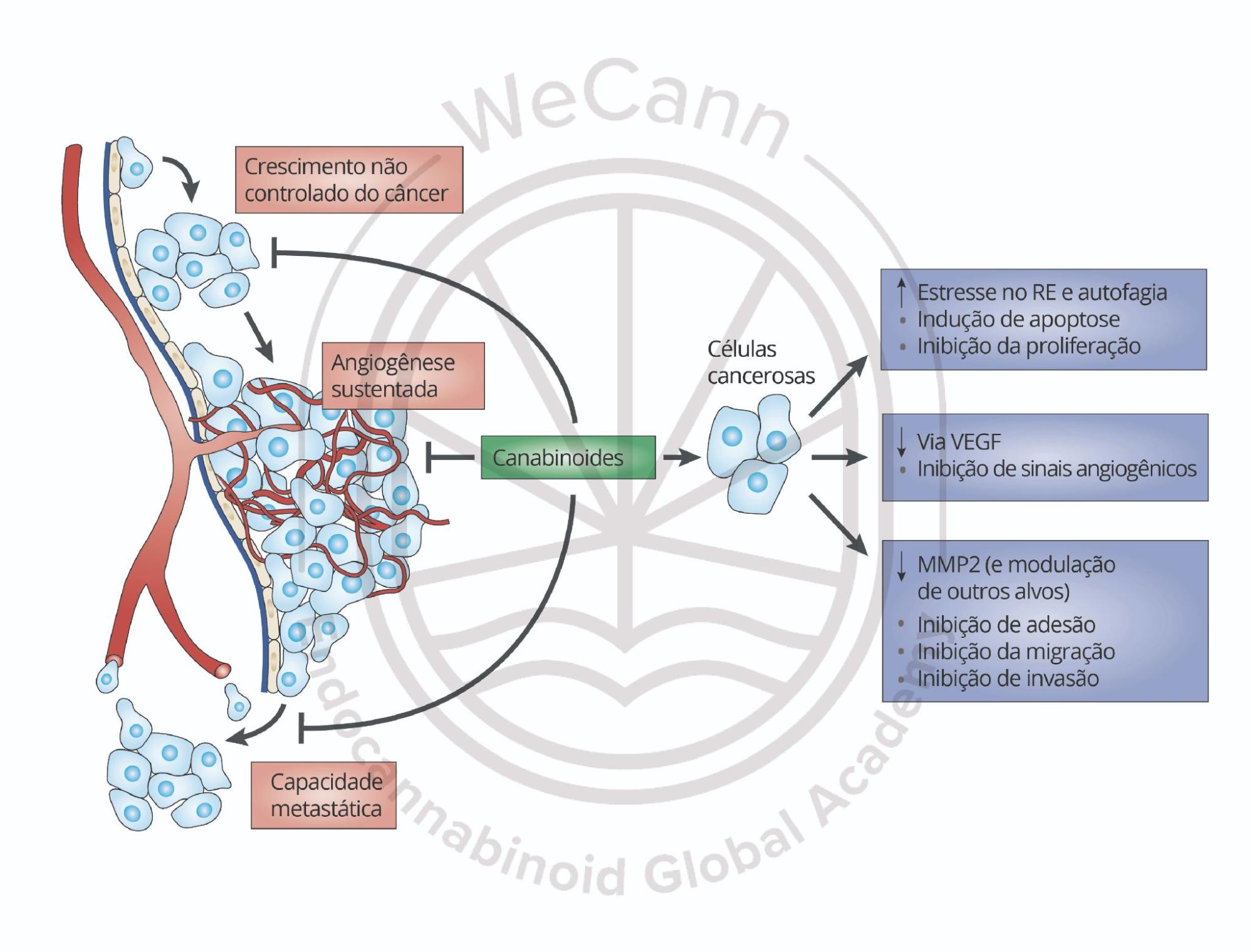 Principais mecanismos moleculares implicados nas ações antiproliferativa, antiangiogênica e antimetastática dos canabinoides, responsáveis pelos efeitos antineoplásicos dos medicamentos à base de cannabis. Abreviações: RE, retículo endoplasmático; VEGF, fator de crescimento endotelial vascular; MMP2, metaloproteinase de matriz 2. Fonte: MONTAGNER, Patrícia; DE SALAS-QUIROGA, Adán. Tratado de Medicina Endocanabinoide.1. ed. WeCann Endocannabinoid Global Academy, 2023.