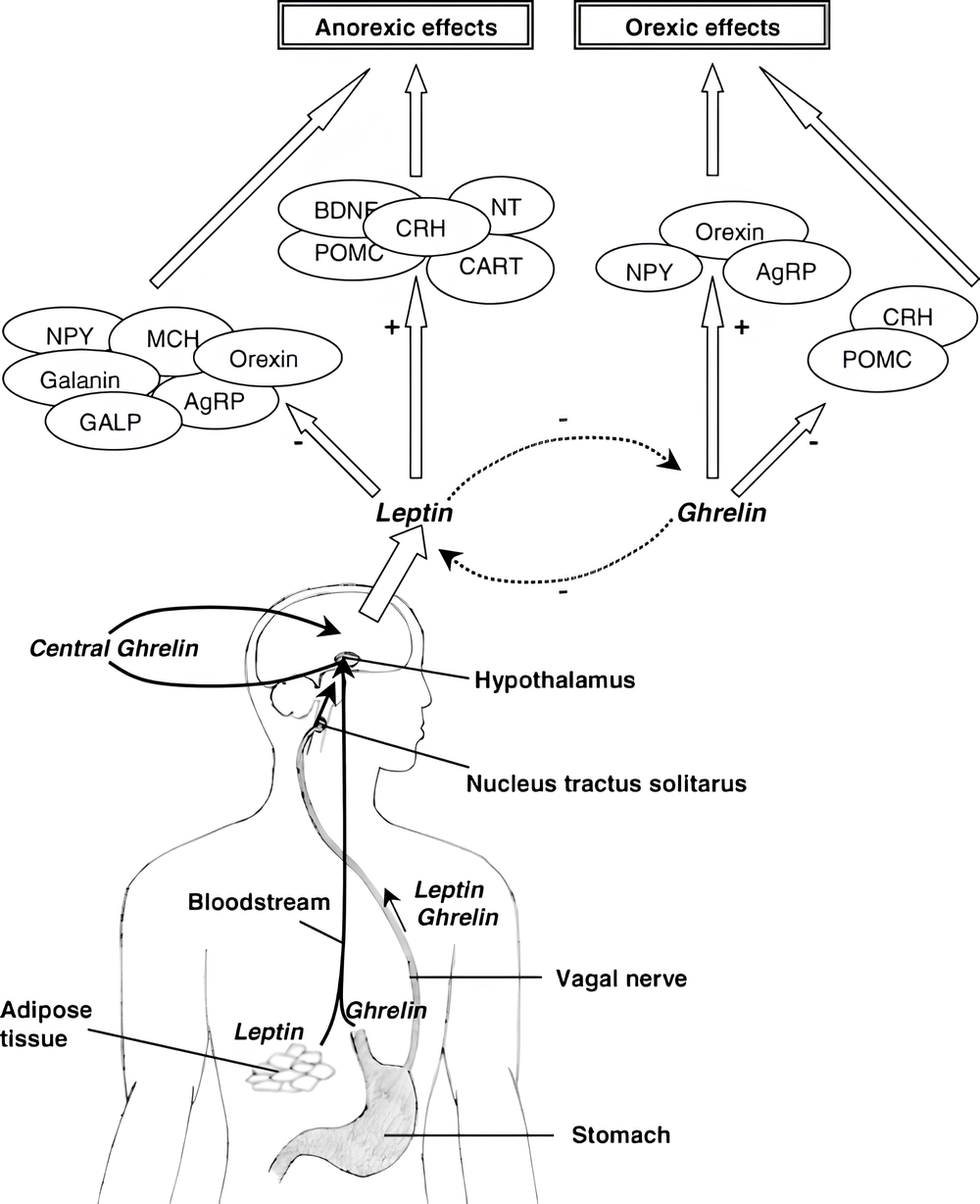 Vias pelas quais a leptina e a grelina podem afetar o equilíbrio energético em humanos. Fonte: Klok MD, Jakobsdottir S, Drent ML. The role of leptin and ghrelin in the regulation of food intake and body weight in humans: a review. Obes Rev. 2007 Jan;8(1):21-34. doi: 10.1111/j.1467-789X.2006.00270.x. PMID: 17212793.