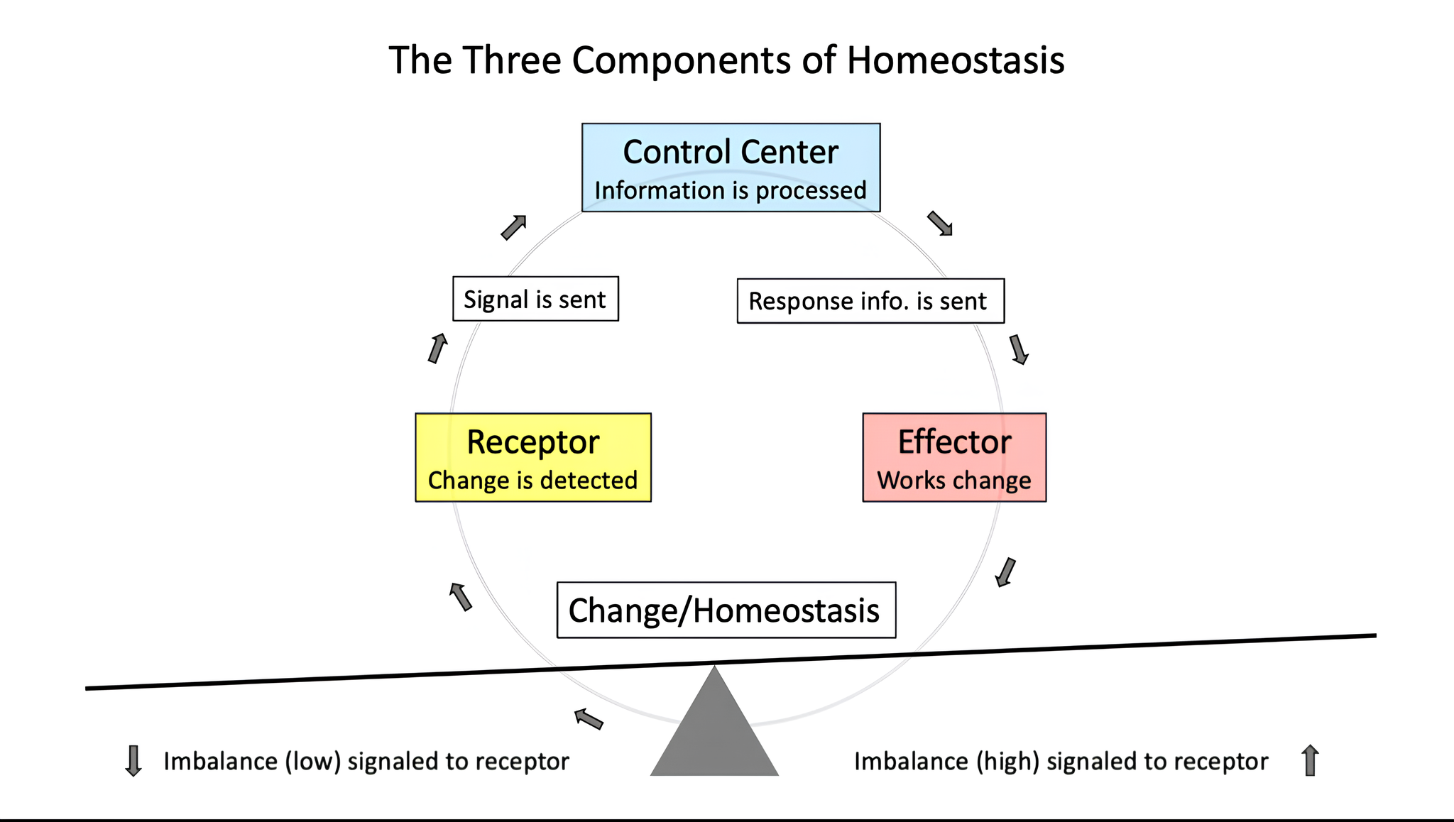 Fonte: BLESCHING, Uwe. Homeostasis and the Endocannabinoid System. CannaKeys, [S. l.], 19 maio 2022. Disponível em: https://cannakeys.com/health-conditions/homeostasis-and-the-endocannabinoid-system.