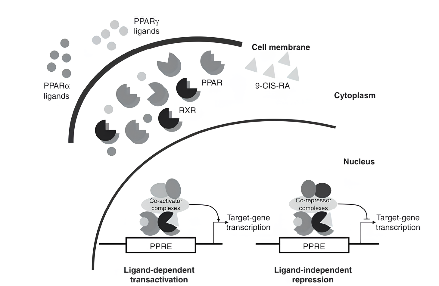 Regulação transcricional pelos PPARs. Fonte: Lavecchia A, Di Giovanni C. Amorfrutins are efficient modulators of peroxisome proliferator-activated receptor gamma (PPARγ) with potent antidiabetic and anticancer properties: a patent evaluation of WO2014177593 A1. Expert Opin Ther Pat. 2015;25(11):1341-7. 