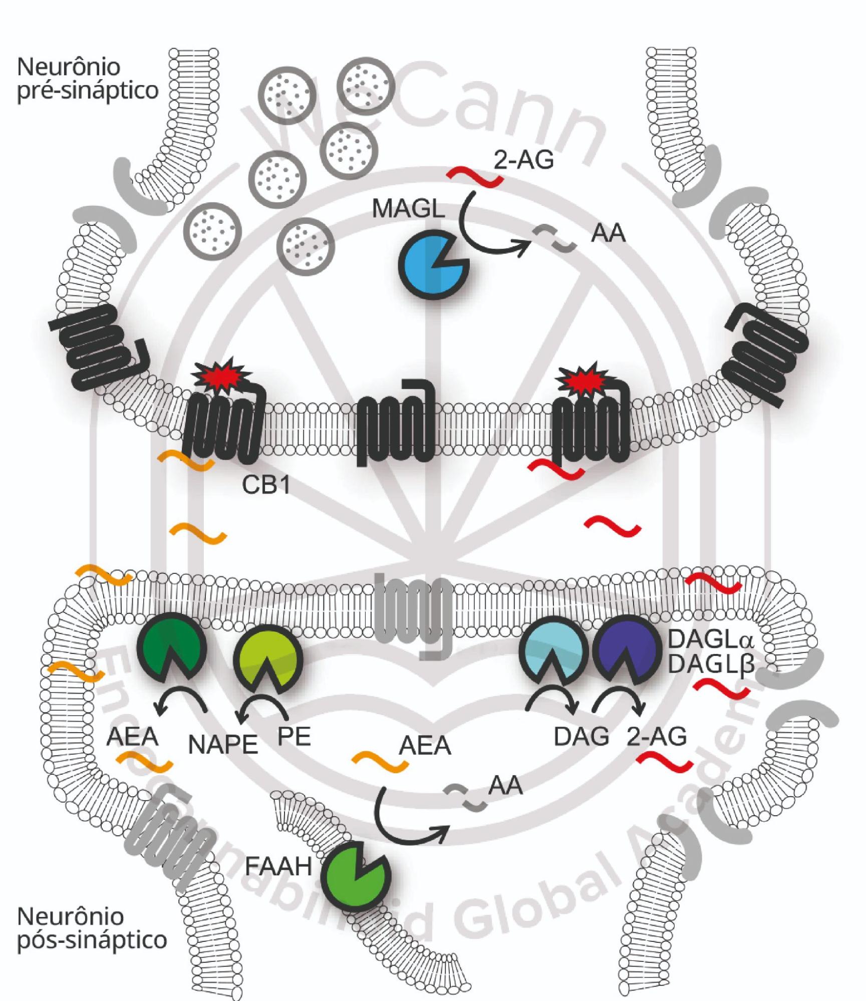 O papel crucial das enzimas no metabolismo dos canabinoides 1 Representação simplificada da biossíntese, transporte, sinalização e degradação dos endocanabinoides anandamida (AEA) e 2-araquidonoil glicerol (2-AG). Acredita-se que a AEA e o 2-AG sejam biossintetizados no neurônio pós-sináptico. A AEA é produzida a partir de precursores NAPE (N-acil fosfatidiletanolamina). 2-AG é sintetizado a partir das enzimas DAGLa (diacilglicerol lipase-a) e DAGLß (diacilglicerol lipase-ß). Após atividades de biossíntese e mobilização, os endocanabinoides atravessama fenda sináptica para ativar os receptores CB1 nos neurônios prẻ-sinápticos. A sinalização de CB1 através de proteínas G resulta na inibição da liberação de neurotransmissores. A sinalização de AEA e 2-AG é posteriormente interrompida pela hidrólise enzimática, que no SNC, ocorre principalmente atravės da FAAH (amida hidrolase de ácidos graxos) e da MAGL (lipase monoacilglicerol) nos neurônios pós e pre-sinápticos. Fonte: MONTAGNER, Patrícia; DE SALAS-QUIROGA, Adán. Tratado de Medicina Endocanabinoide.1. ed. WeCann Endocannabinoid Global Academy, 2023.