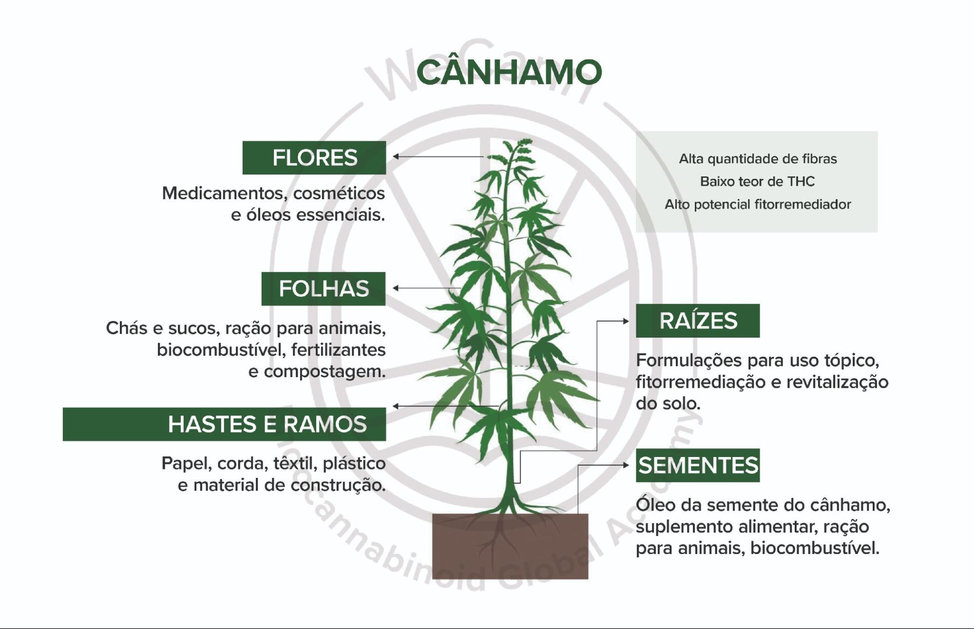 Cânhamo: Estrutura e suas diversas aplicações. Fonte: MONTAGNER, Patrícia; DE SALAS-QUIROGA, Adán. Tratado de Medicina Endocanabinoide.1. ed. WeCann Endocannabinoid Global Academy, 2023.