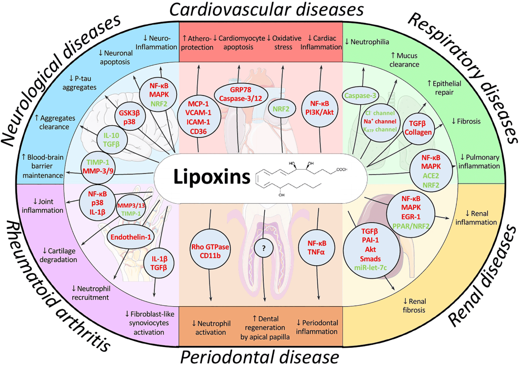 Visão geral esquemática das principais vias de sinalização moduladas pelas lipoxinas e seus efeitos nas patologias. Fonte: JAÉN, R. I. et al. Resolution-Based Therapies: The Potential of Lipoxins to Treat Human Diseases. Frontiers in Immunology, Sec. Inflammation, v. 12, 22 abr. 2021. Disponível em: https://doi.org/10.3389/fimmu.2021.658840.