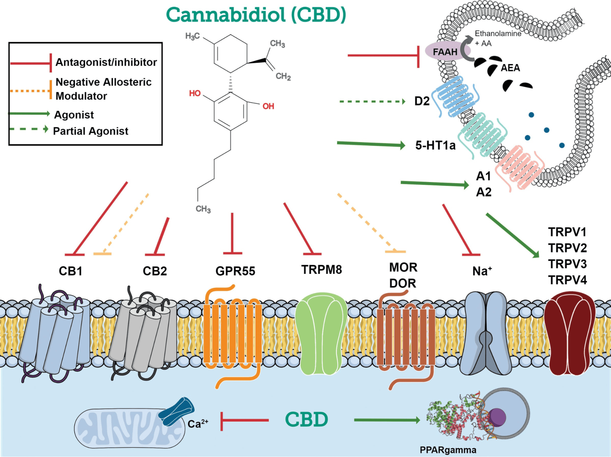 Diversos alvos moleculares do CBD. Fonte: Sideris, Alexandra PhD*,†,‡; Doan, Lisa V. MD§. An Overview of Cannabidiol. Anesthesia & Analgesia 138(1):p 54-68, January 2024. | DOI: 10.1213/ANE.0000000000006584
