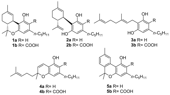 As estruturas dos "quatro grandes" fitocanabinoides [∆9-THC (1a), CBD (2a), CBG (3a) e CBC (4a)] e seus precursores ácidos (1b–4b), CBN (5a) e sua forma ácida CBNA (5b). Fonte: Maioli, Chiara et al. “Cannabinol: History, Syntheses, and Biological Profile of the Greatest "Minor" Cannabinoid.” Plants (Basel, Switzerland) vol. 11,21 2896. 28 Oct. 2022, doi:10.3390/plants11212896