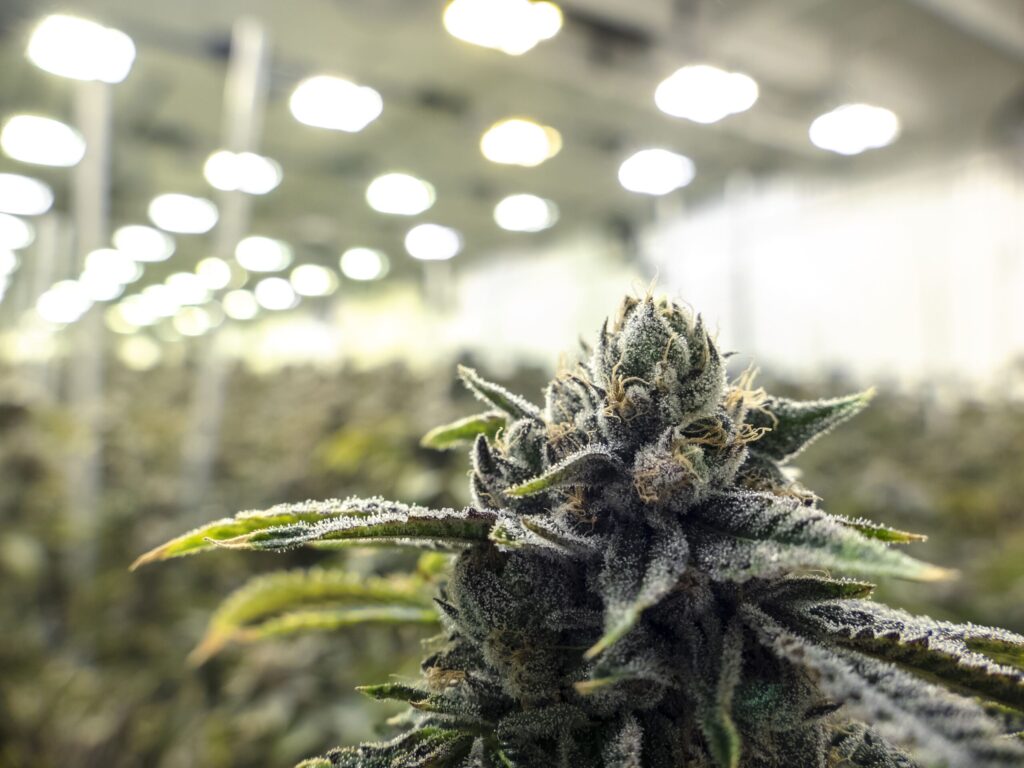 Tratamentos com Cannabis - Alívio da Dor da Osteoartrite