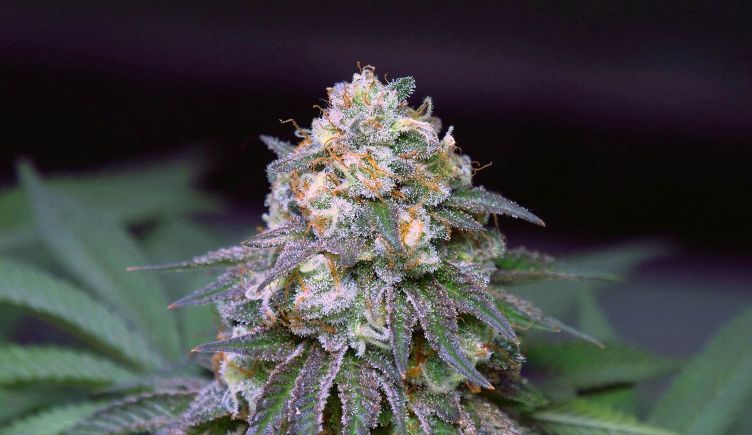 Canabinoides e Câncer: Potenciais propriedades antitumorais