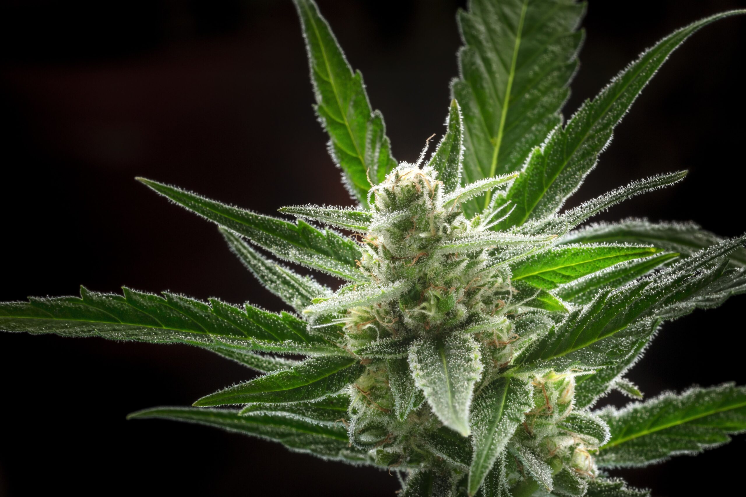 Caso Clínico: Fibromialgia e Tratamento com Cannabis Medicinal