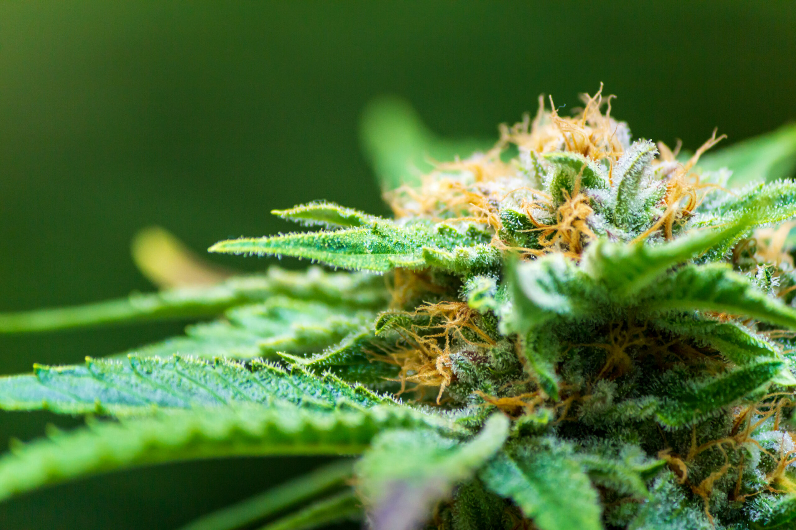 Caso clínico – Insônia e ansiedade