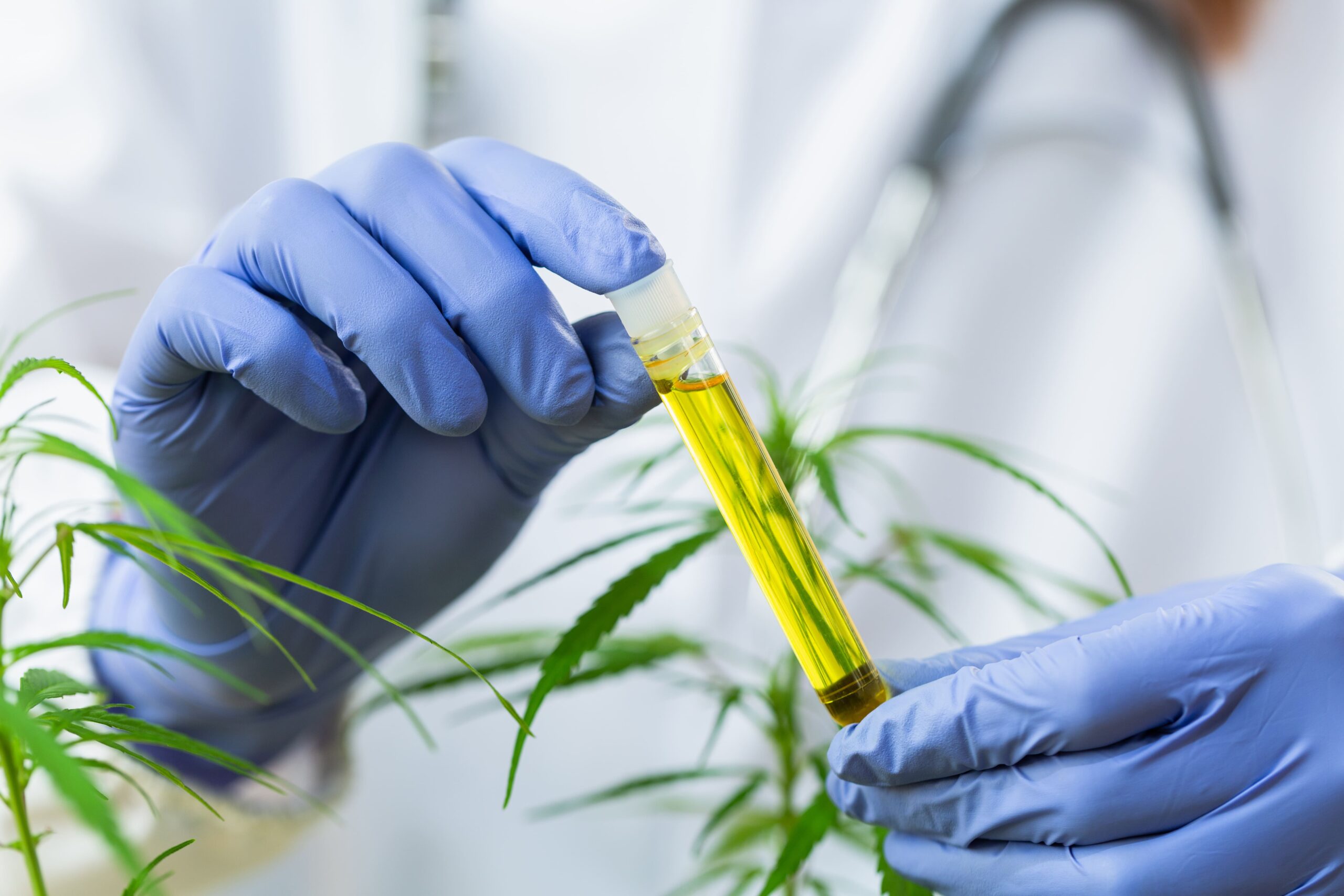 Canabigerol (CBG): o canabinoide mãe