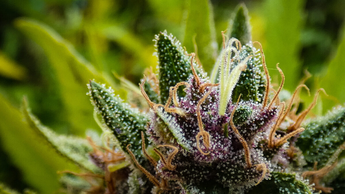 Copia de iStock 1280059576 1 scaled 1