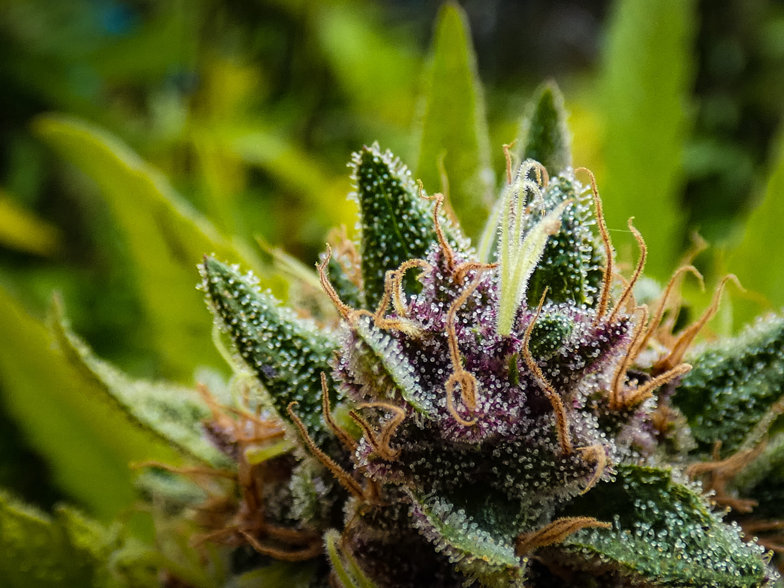 Uso da Cannabis no tratamento do TDAH: Uma alternativa promissora