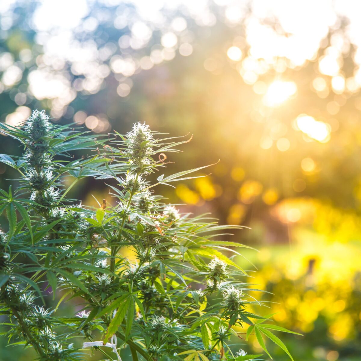 A cannabis pode melhorar os sintomas da Síndrome do X Frágil?