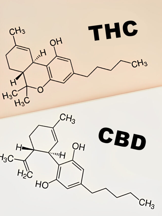 THC vs CBD