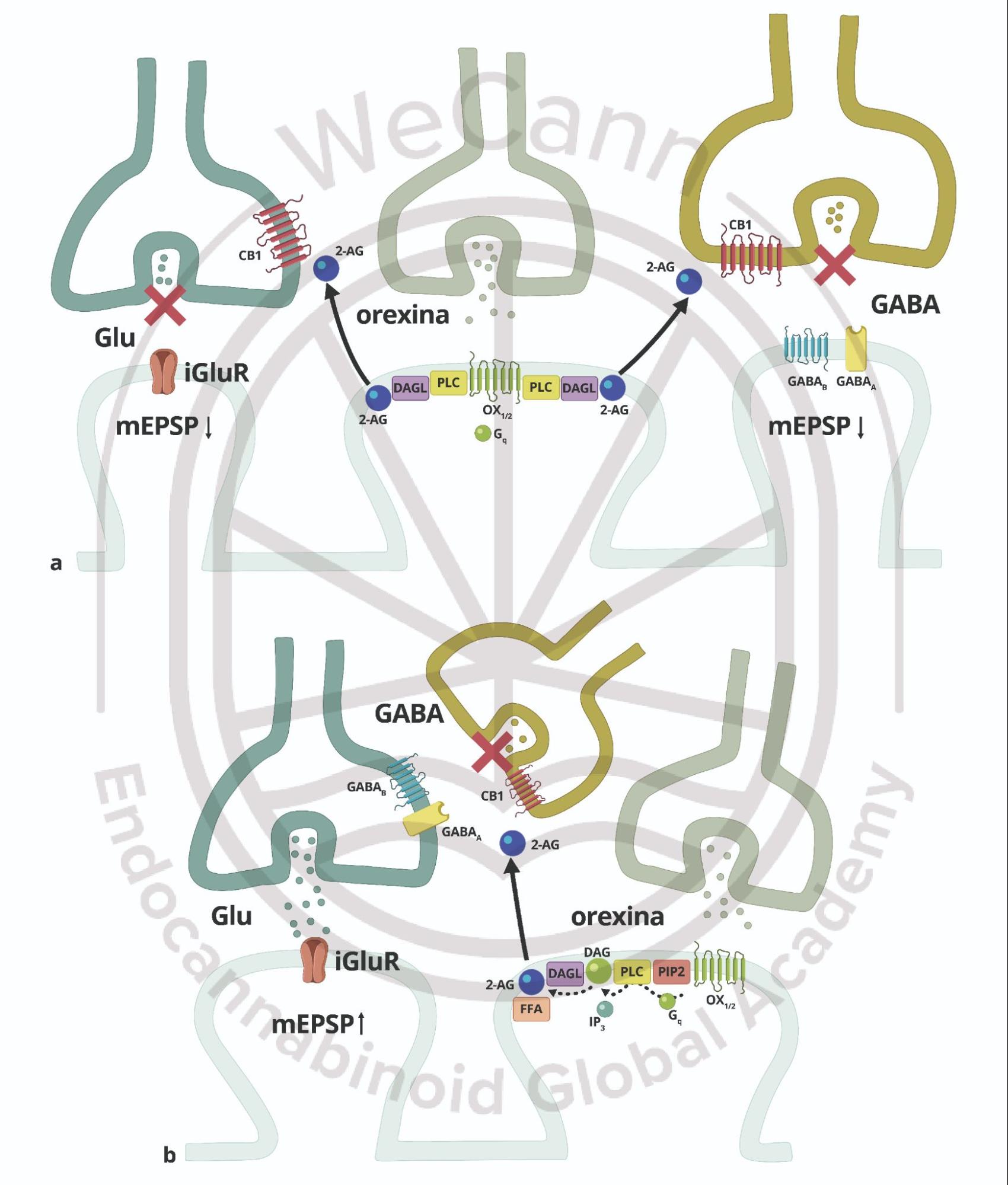Eficácia dos Canabinoides no tratamento de distúrbios do sono