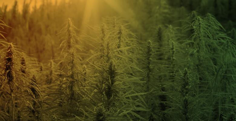 mercado global da Cannabis medicinal