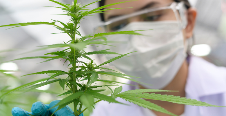 quimiovariantes da Cannabis
