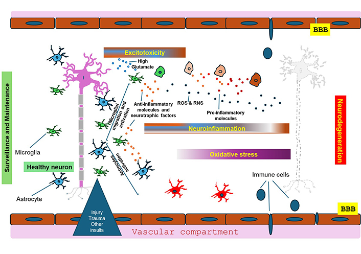 Mecanismos que levam à neurodegeneração. Fonte: Hasbi A, George SR. Multilayered neuroprotection by cannabinoids in neurodegenerative diseases. Explor Neuroprot Ther. 2025;5:100498. https://doi.org/10.37349/ent.2025.100498