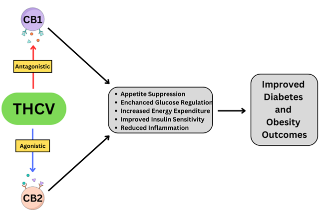 Mecanismo de ação e potencial terapêutico do THCV. Fonte Mendoza S. The role of tetrahydrocannabivarin (THCV) in metabolic disorders: A promising cannabinoid for diabetes and weight management. AIMS Neurosci. 2025 Mar 12;12(1):32-43.