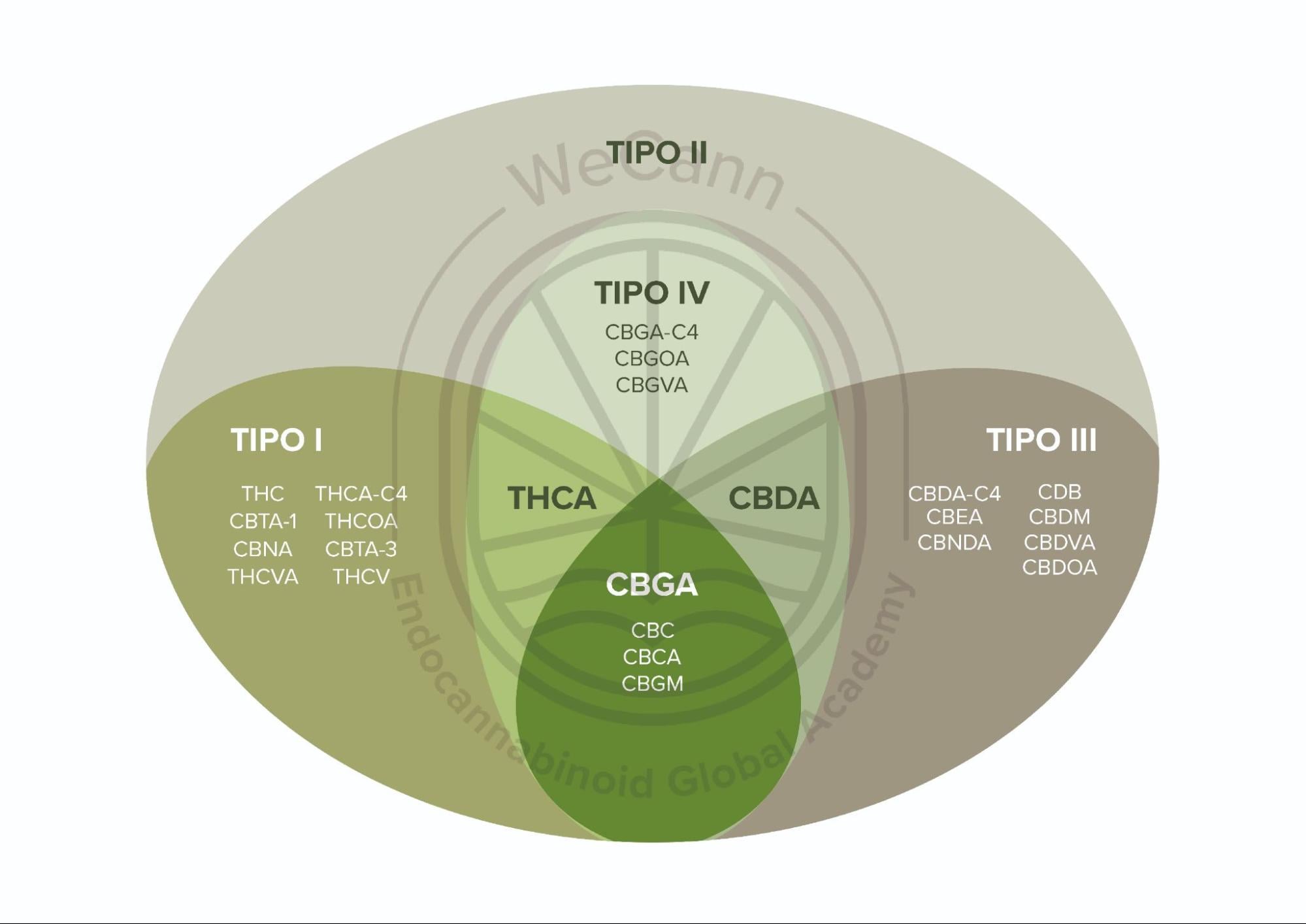 Fitocanabinoides: da planta à prática clínica 2 Diagrama da distribuição de fitocanabinoides por quimiovariantes específicas (Tratado de Medicina Endocanabinoide.1. ed. WeCann Endocannabinoid Global Academy, 2023.)