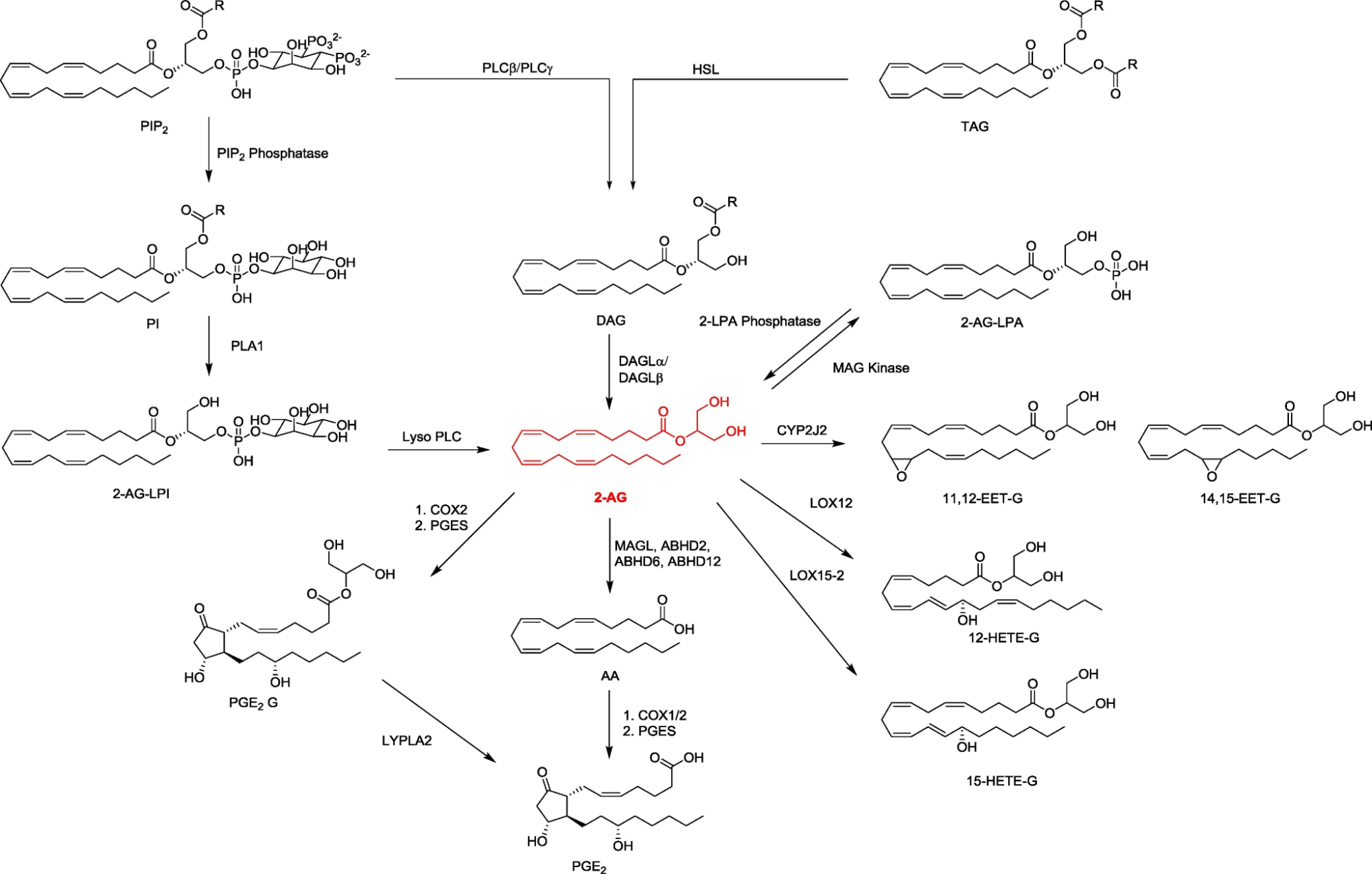Visão geral das principais vias biossintéticas e metabólicas para 2-AG. Fonte: Baggelaar MP, Maccarrone M, van der Stelt M. 2-Arachidonoylglycerol: A signaling lipid with manifold actions in the brain. Prog Lipid Res. 2018;71:1-17.
