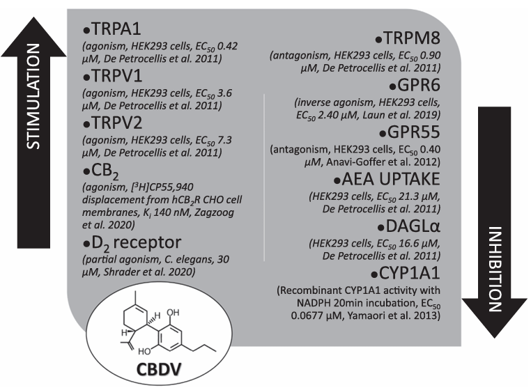 Canabidivarina (CBDV): Desvendando as aplicações potenciais desse canabinoide promissor 1 Efeitos pleiotrópicos do CBDV em receptores e enzimas. Fonte: Zamberletti E, Rubino T, Parolaro D. Therapeutic potential of cannabidivarin for epilepsy and autism spectrum disorder. Pharmacol Ther. 2021 Oct;226:107878.