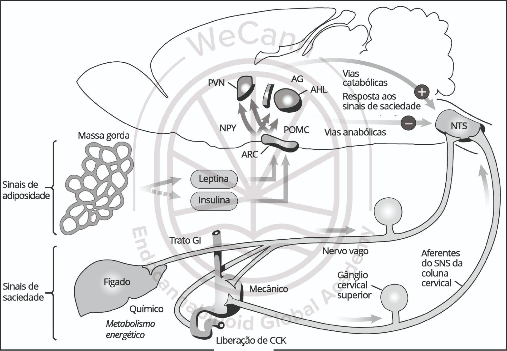 O SEC é um regulador mestre do comportamento alimentar, pois integra e controla sinais do tecido adiposo(leptina), trato gastrointestinal (grelina), pâncreas (insulina), fígado e áreas centrais do cérebro responsáveispor outros fatores, como motivação ou ansiedade. Abreviações: trato GI, trato gastrointestinal; PVN, núcleosparaventriculares; NPY, neuropeptídeo Y; ARC, núcleo arqueado; AG, ácidos graxos; AHL, área hipotalâmicalateral; POMC, proopiomelanocortina; NTS, núcleo do trato solitário; SNS, sistema nervoso simpático; CCK,colecistoquinina. Adaptado de Cota & Woods (2005). Fonte: MONTAGNER, Patrícia; DE SALAS-QUIROGA, Adán. Tratado de Medicina Endocanabinoide.1. ed. WeCann Endocannabinoid Global Academy, 2023.