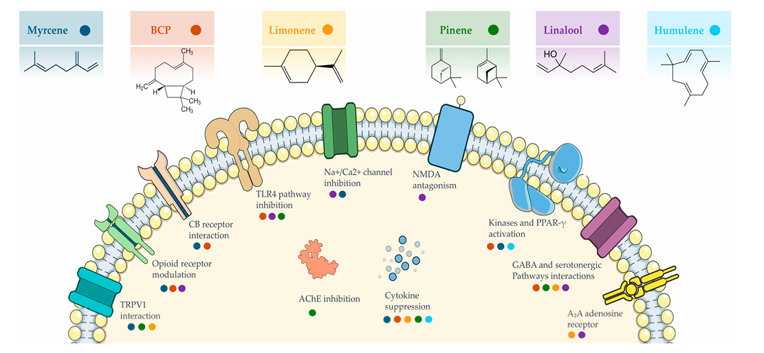 Representação esquemática dos principais alvos moleculares e mecanismos de ação de terpenos derivados da Cannabis sativa envolvidos em vias analgésicas e anti-inflamatórias. Cada ponto colorido indica um terpeno específico e suas interações ou efeitos associados em diferentes vias de sinalização celular. BCP — β-cariofileno; TRPV1 — receptor de potencial transitório vaniloide 1; CB — receptor canabinoide; TLR4 — receptor Toll-like 4; Na⁺/Ca²⁺ — canais de sódio/cálcio; NMDA — receptor N-metil-D-aspartato; AChE — acetilcolinesterase; PPAR-γ — receptor ativado por proliferador de peroxissoma gama; GABA — ácido gama-aminobutírico; A2A — subtipo de receptor de adenosina A2A. Fonte: Alfieri, Aniello et al. “Phytochemical Modulators of Nociception: A Review of Cannabis Terpenes in Chronic Pain Syndromes.” Pharmaceuticals (Basel, Switzerland) vol. 18,8 1100. 24 Jul. 2025, doi:10.3390/ph18081100