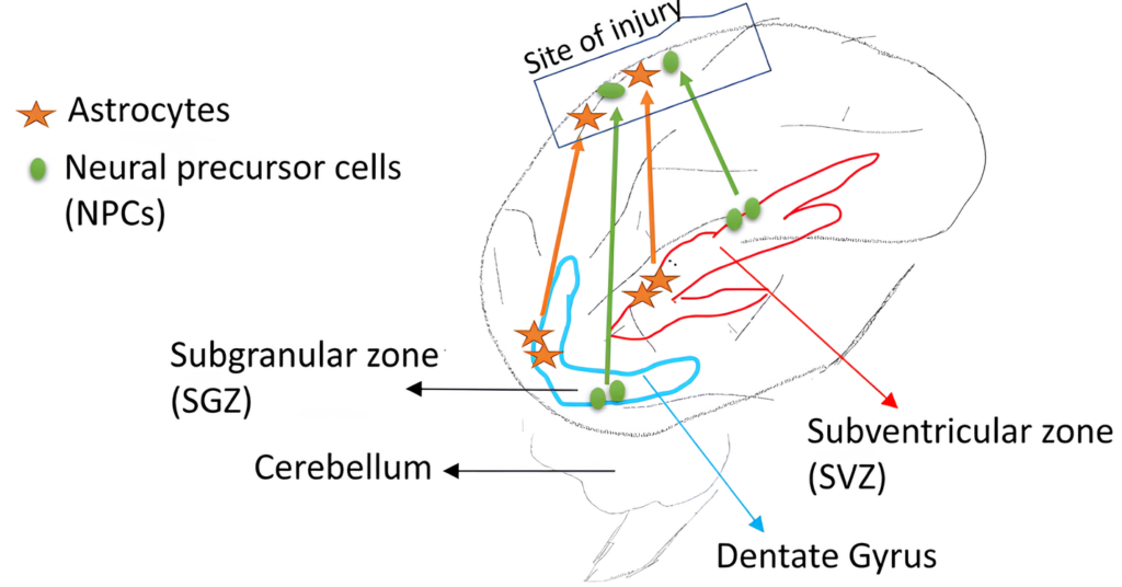 Neuroplasticidade e Regeneração: O Papel dos Canabinoides na Recuperação Pós-Evento Agudo 1 image 4