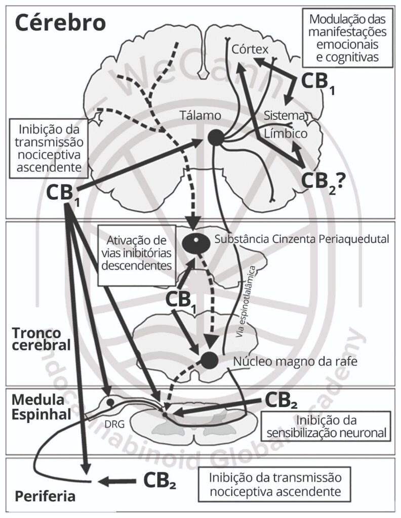 Homeostase Sistêmica e Sistema Endocanabinoide: A Fisiologia Integrativa que a Faculdade Não Ensinou 1 image